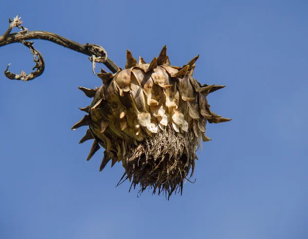 Cabeça de flor morta — Fotografia de Stock