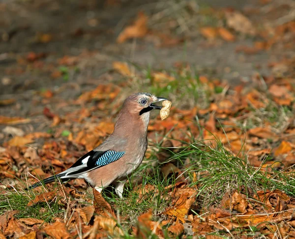 Eurasian Jay — Stock Photo, Image