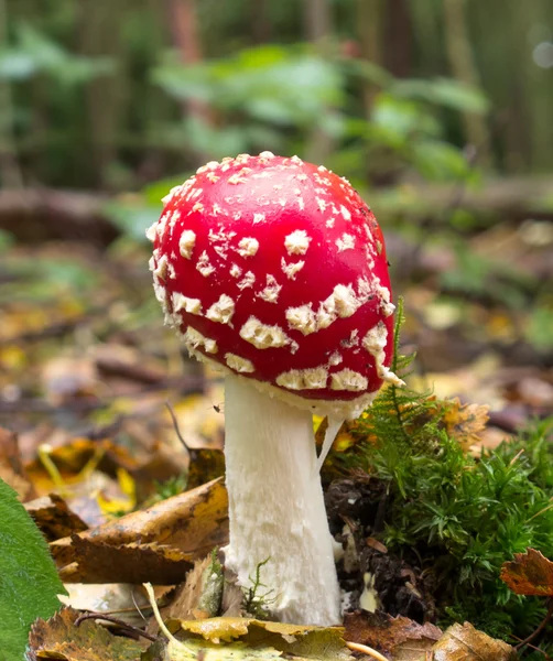 Sinek agaric mantar — Stok fotoğraf