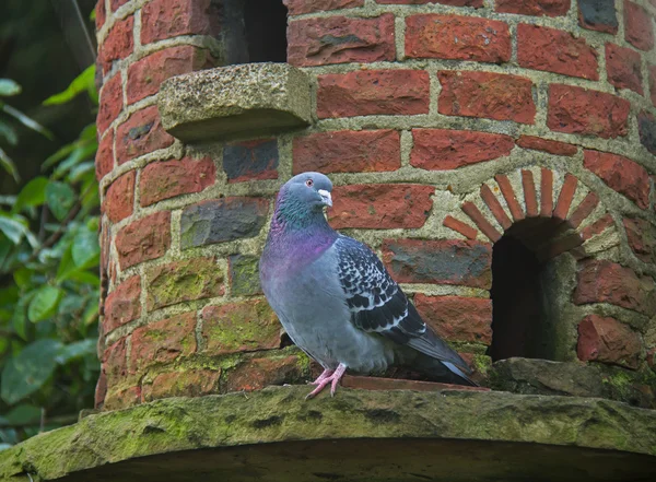 Pigeon on Dovecote — Stock Photo, Image