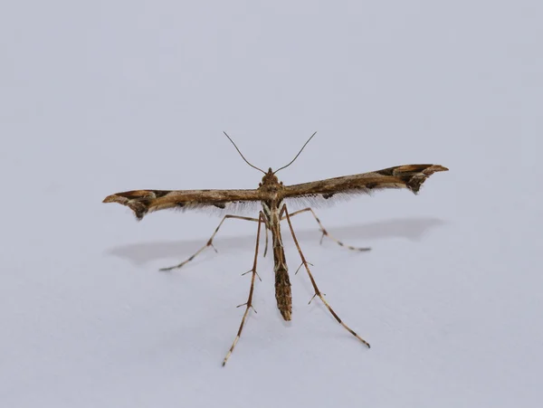 Plume Moth — Stock Photo, Image