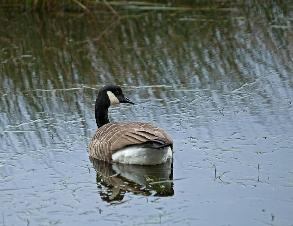 Canada goose reflexe — Stock fotografie