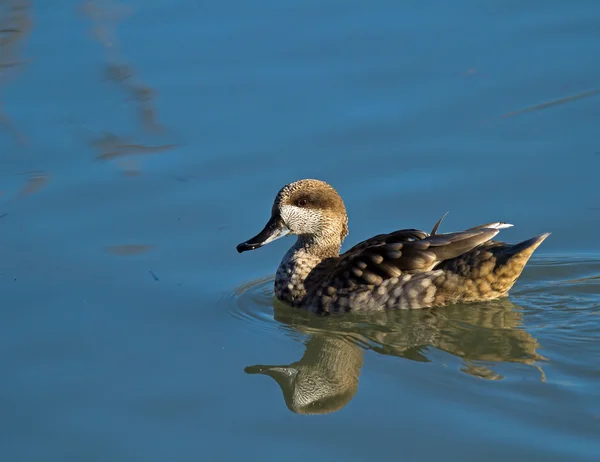 Anatra marmorizzata — Foto Stock