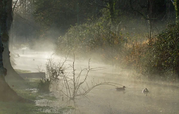 Mist and Sunshine — Stock Photo, Image