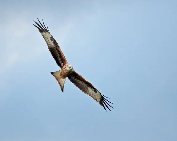 Red Kite Soaring Right — Stock Photo, Image