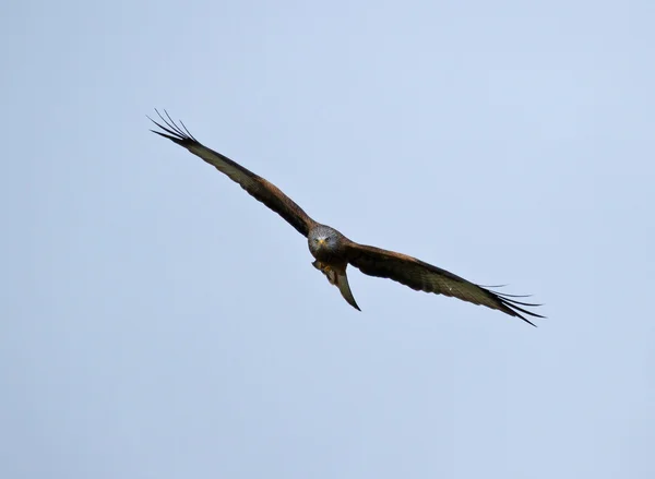 Cerf-volant rouge planant — Photo