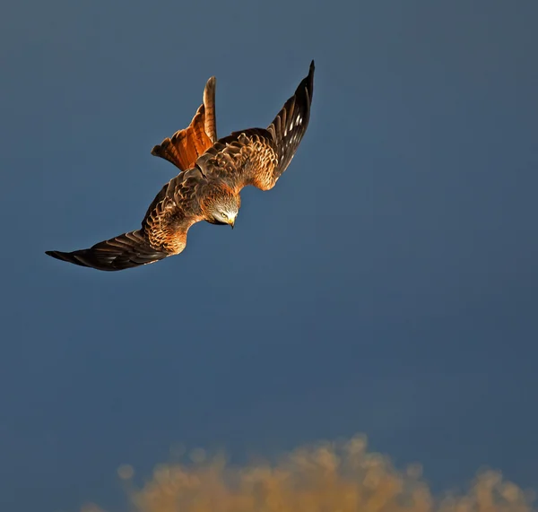 Röd kite stoop — Stockfoto