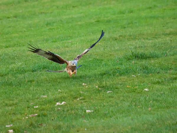 Red Kite Talons extendido —  Fotos de Stock