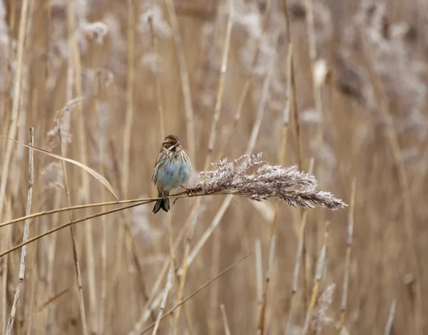 Strnad rákosní na reed — Stock fotografie