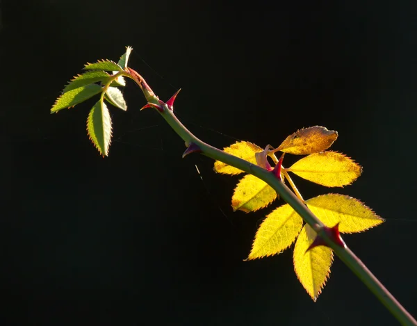 Feuilles de rose rétroéclairées — Photo