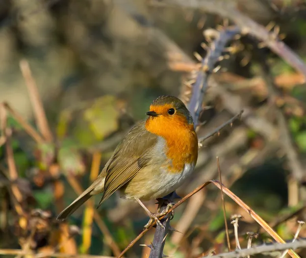 Robin op bramble — Stockfoto