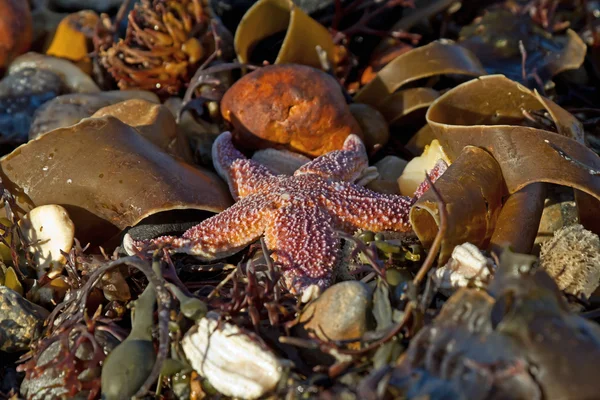 Starfish na praia — Fotografia de Stock