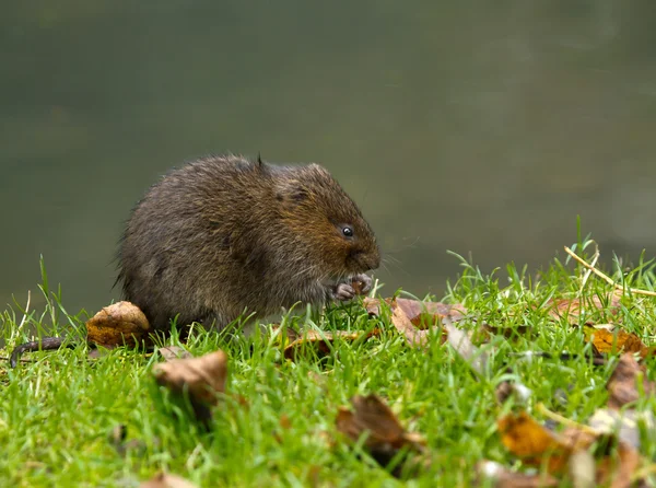 Agua Vole Comer — Foto de Stock