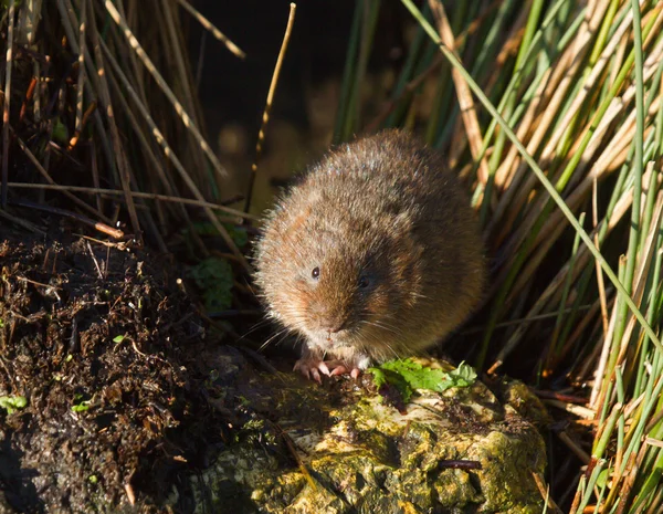 Water Vole on Rock — Stock Photo, Image