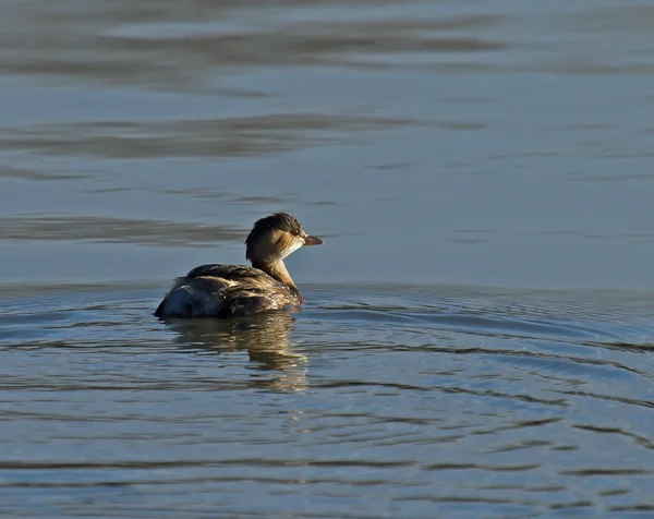 Pequeño Grebe — Foto de Stock