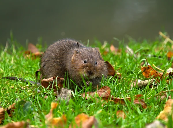 Water Vole — Stock Photo, Image
