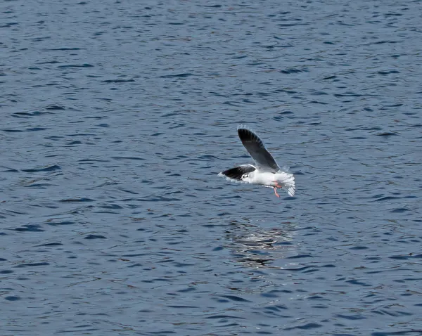 Pequeña gaviota bajo el ala — Foto de Stock