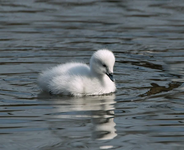 白鳥の雛 — ストック写真