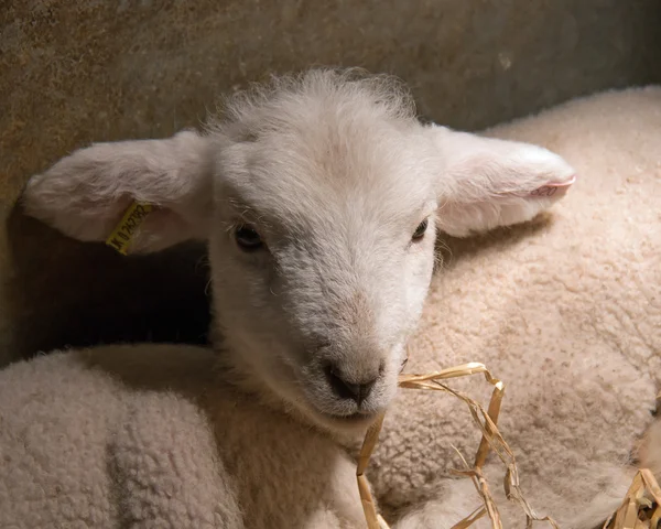 Agnello appena nato sotto lampada di calore — Foto Stock