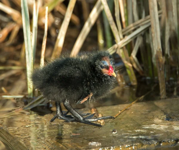 Waterhoen chick — Stockfoto