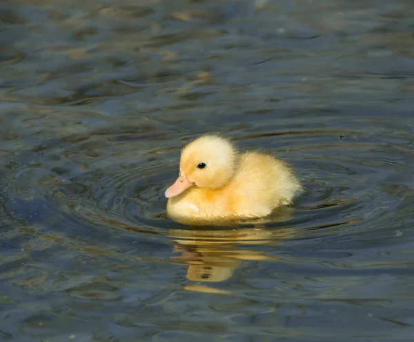 Yellow Duckling — Stock Photo, Image