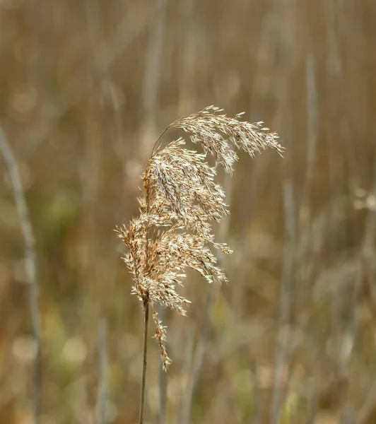 Рид seedhead — стоковое фото