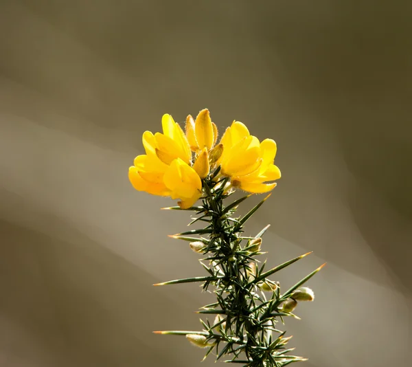Gorse çiçekler