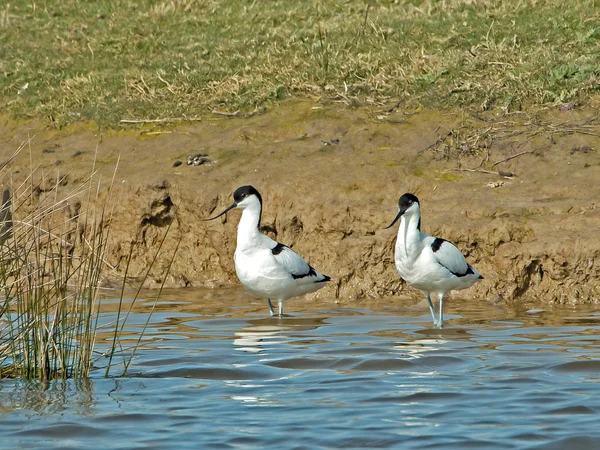 Srokaty avocets — Zdjęcie stockowe