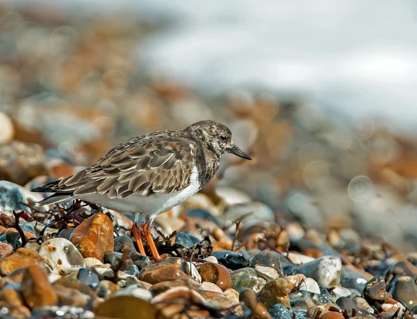 Turnstone — Stok fotoğraf