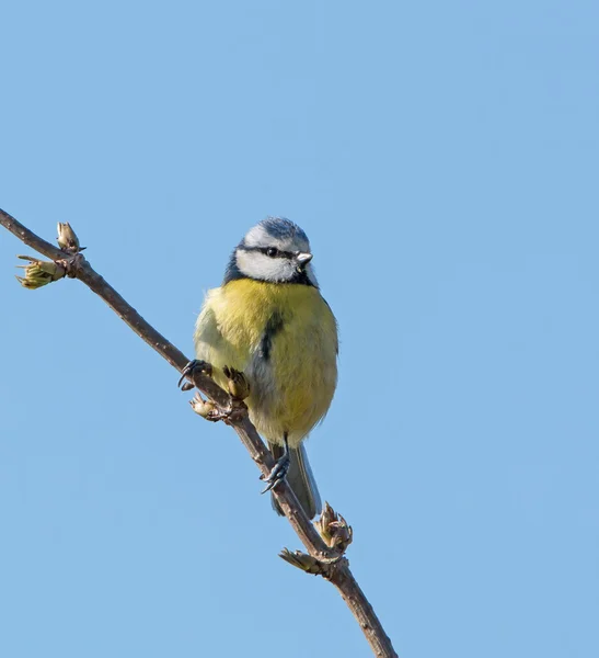 Mésange bleue — Photo