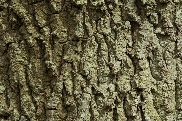 Oak Tree Bark — Stock Photo, Image