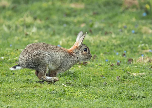 ウサギを実行しています。 — ストック写真