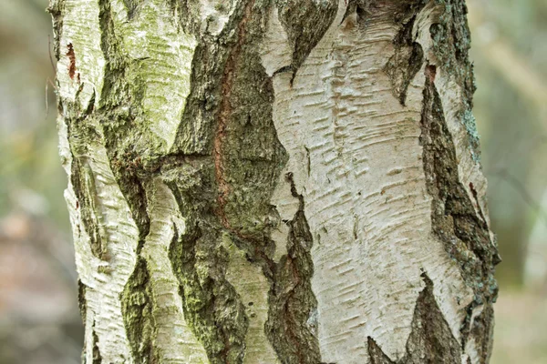Silver Birch Tree Trunk — Stock Photo, Image