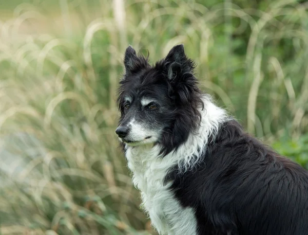 Collie fronterizo — Foto de Stock