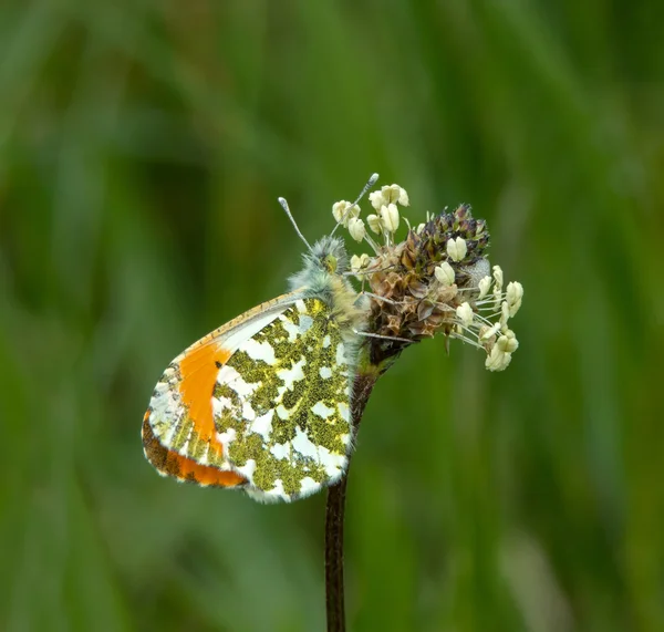 Ponta de laranja borboleta — Fotografia de Stock