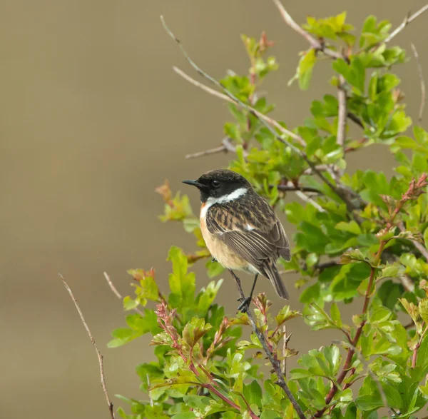 Stonechat en Hawthorn —  Fotos de Stock