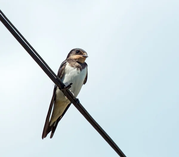 Barn Swallow — Stock Photo, Image