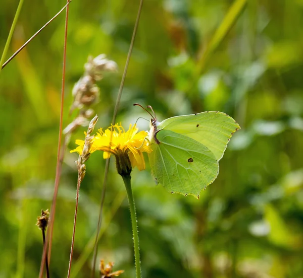 Papillon de soufre — Photo