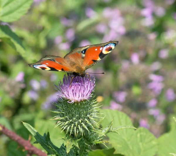 Borboleta de pavão — Fotografia de Stock