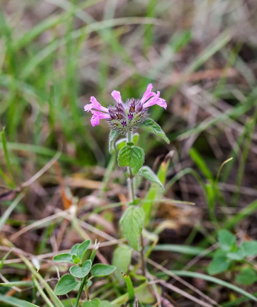 Wild basilicum — Stockfoto