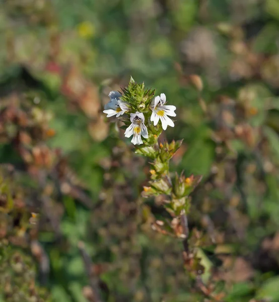 Eyebright — Stockfoto