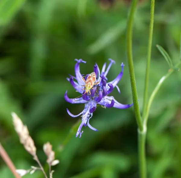 Plant Bug Calocoris Roseomaculatus — Stockfoto