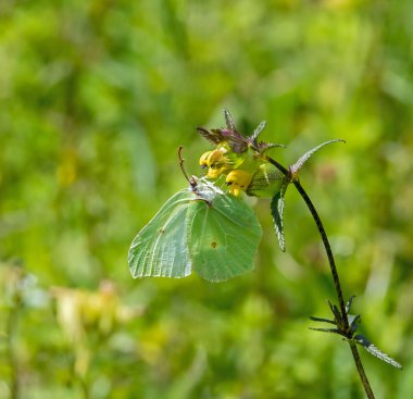 Brimstone kelebek