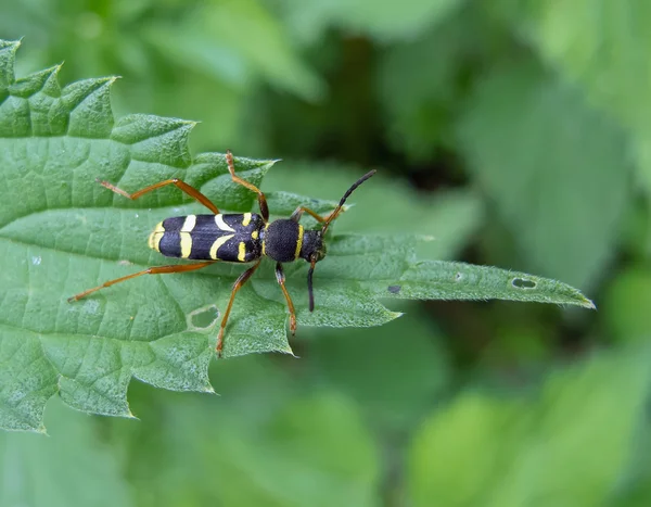Wasp Beetle — Stock Photo, Image