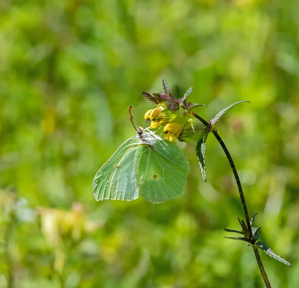 Brimstone kelebek — Stok fotoğraf