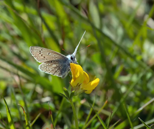 Běžný modrý motýl — Stock fotografie