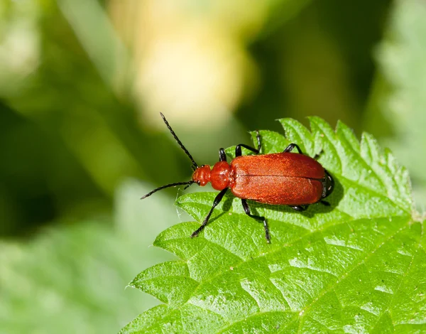 Cardinal scarabée — Photo