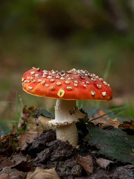 Vlieg Agaric Paddestoel Het Engelse Platteland — Stockfoto