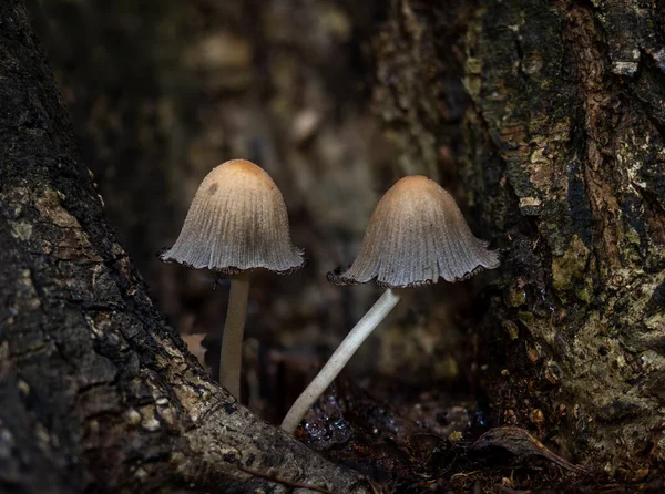 Glistening Inkcaps Growing Cleft Tree Branches English Woodland — Photo