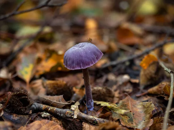 Champignon Violet Améthyste Deceiver Avec Mouche Sur Capuchon — Photo